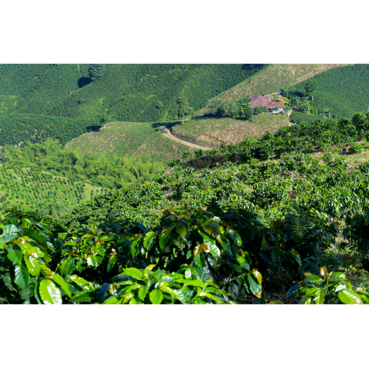 coffee beans plants
